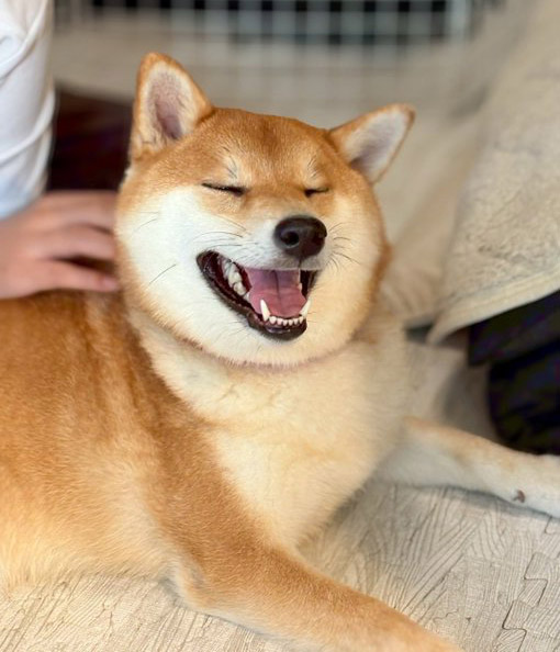 柴犬
