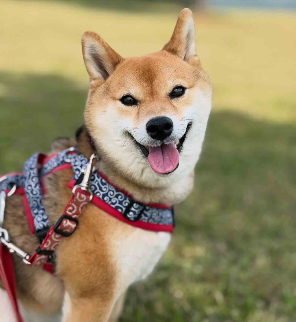柴犬