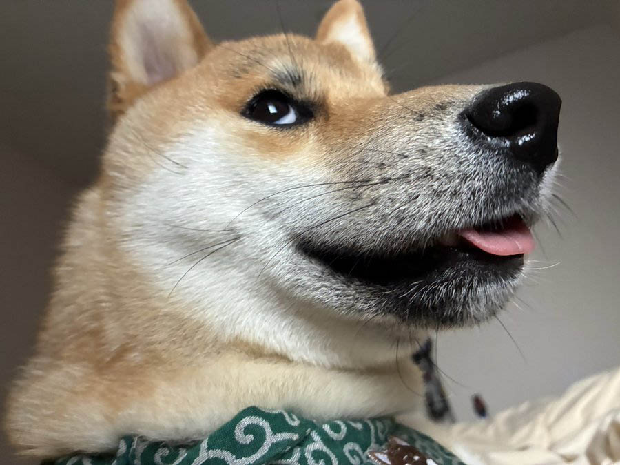 柴犬