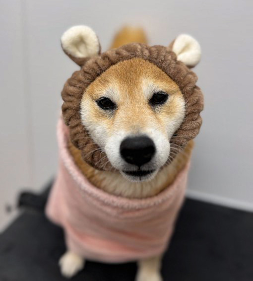 スヌードをかぶったお風呂上がりの柴犬