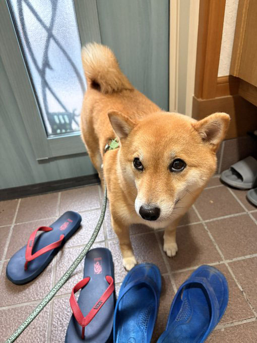 柴犬