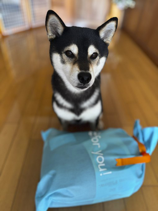 プレゼントをもつ柴犬