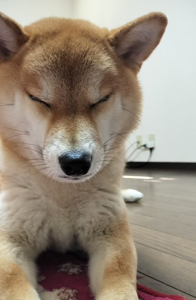 寝ている柴犬