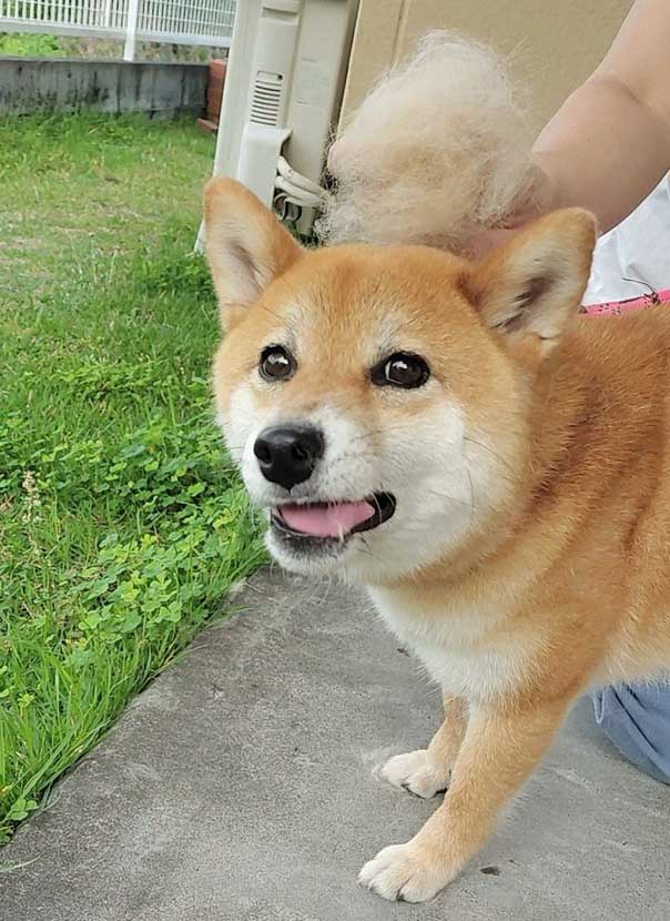 柴犬