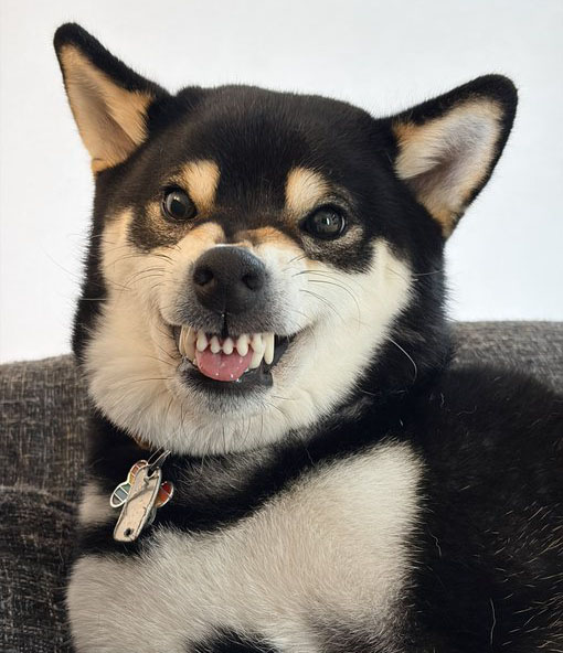 柴犬