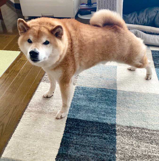 伸びをする柴犬
