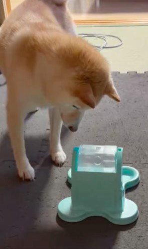 でるでる自販機と柴犬