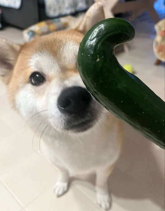 柴犬ときゅうり