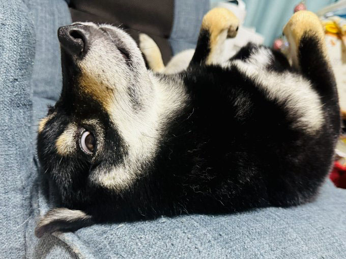 柴犬