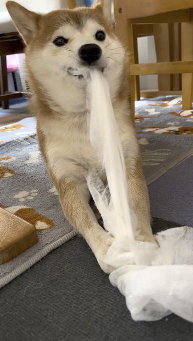 柴犬