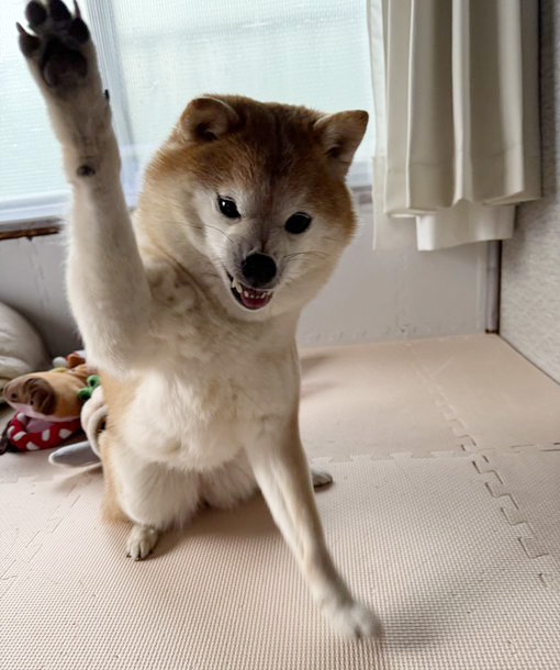 柴犬