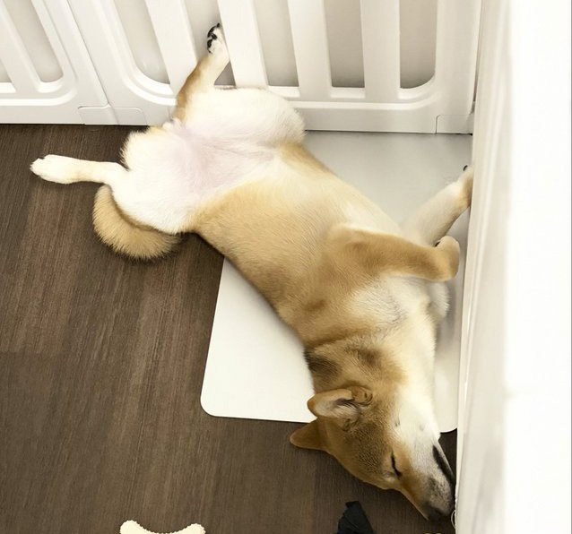 昼寝する柴犬