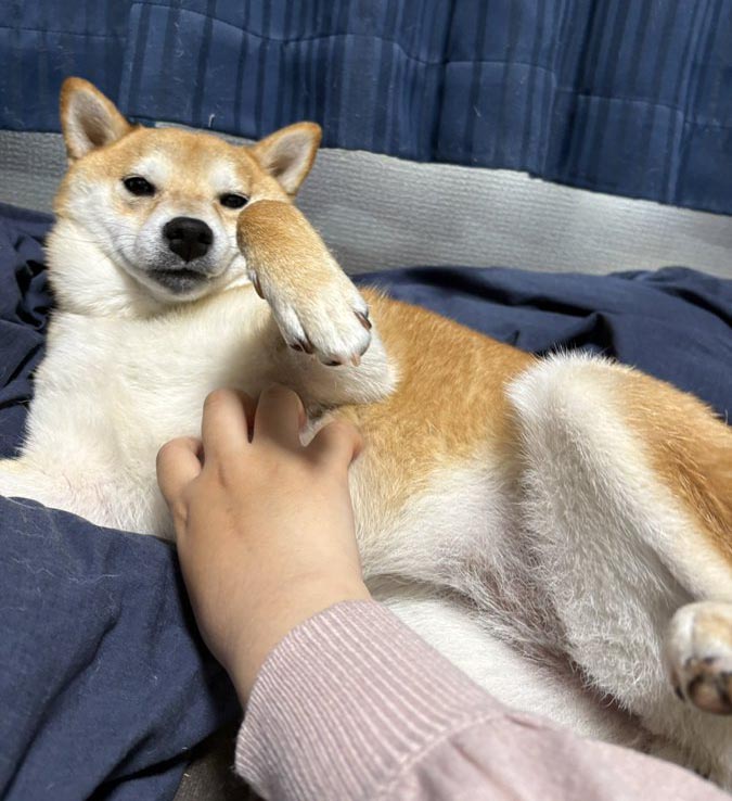 柴犬