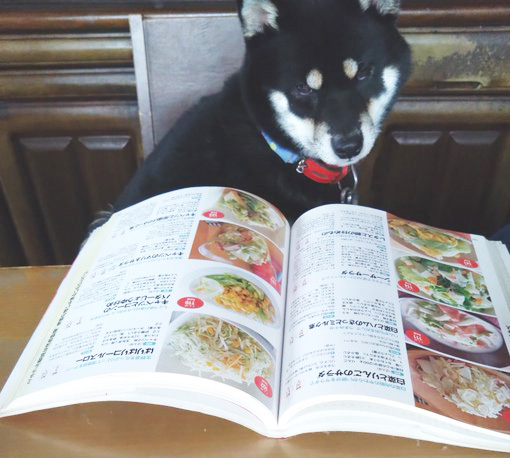 レシピ本を見る柴犬