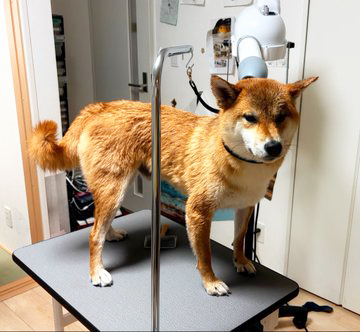 トリミングテーブルの上の柴犬