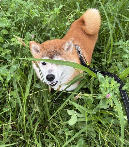 柴犬