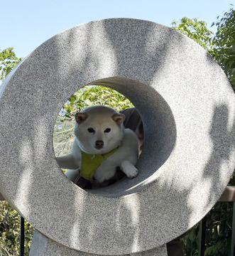 白柴