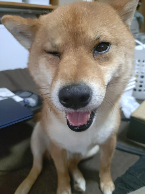 ウインクする柴犬