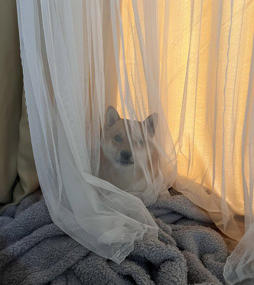 カーテン越しの柴犬
