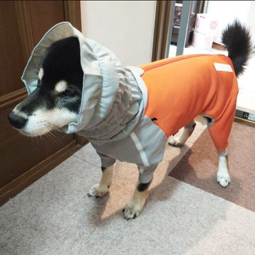 カッパをきた柴犬