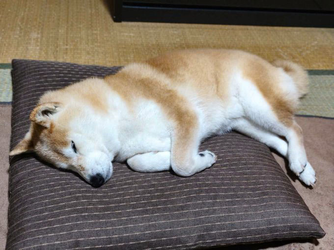 柴犬 座布団で昼寝