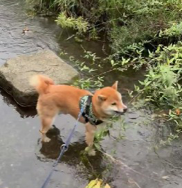 柴犬