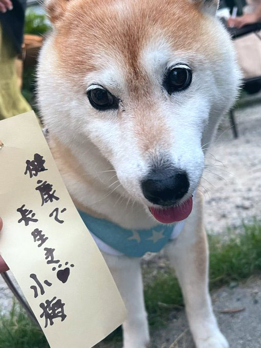 柴犬