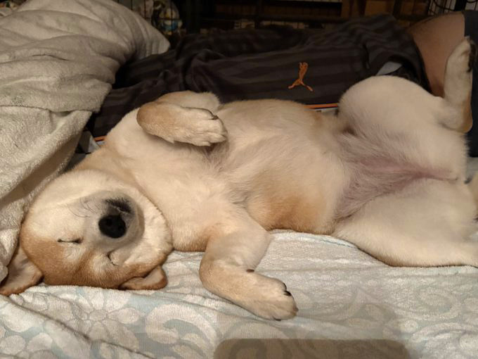 柴犬
