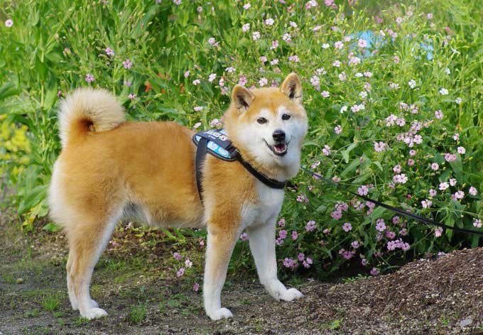 柴犬