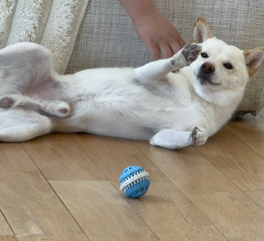 柴犬