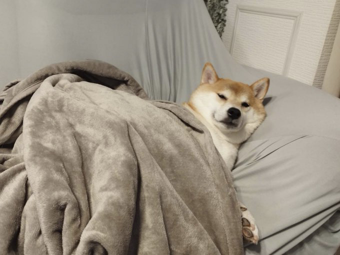 柴犬