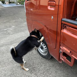 柴犬