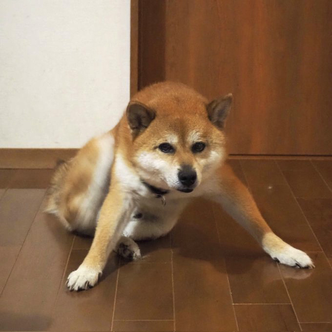 土下座する柴犬