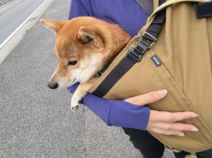だっこされる柴犬
