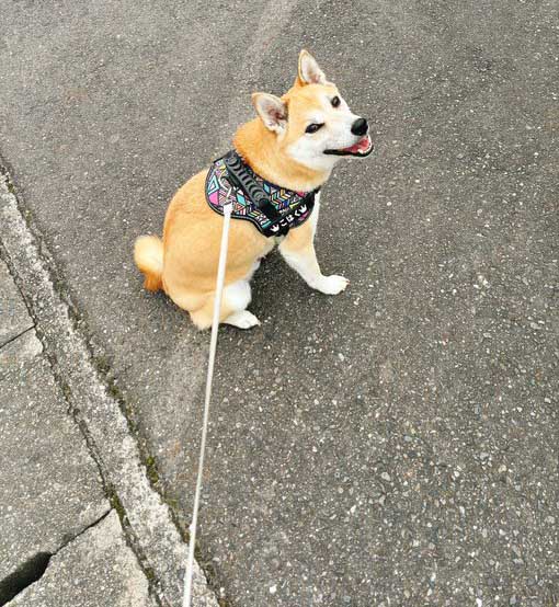 柴犬