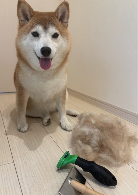 柴犬
