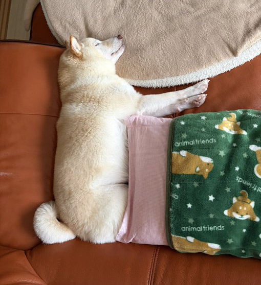 昼寝する柴犬