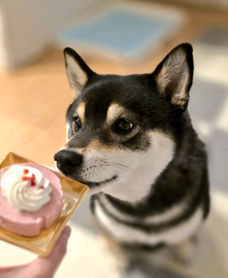 お菓子をもらう柴犬