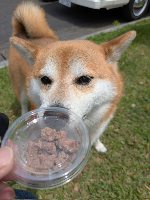 柴犬