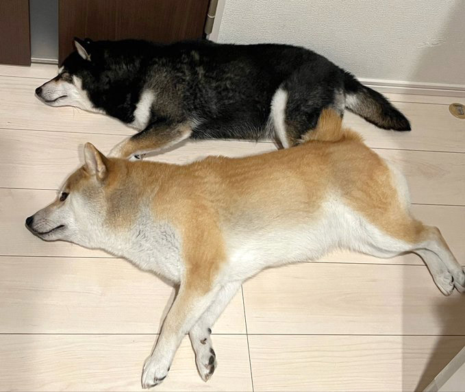 柴犬