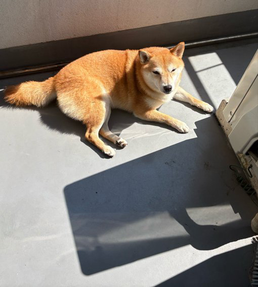 柴犬