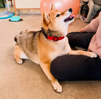 柴犬