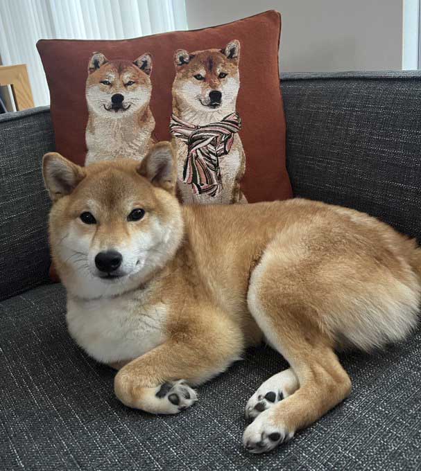 柴犬