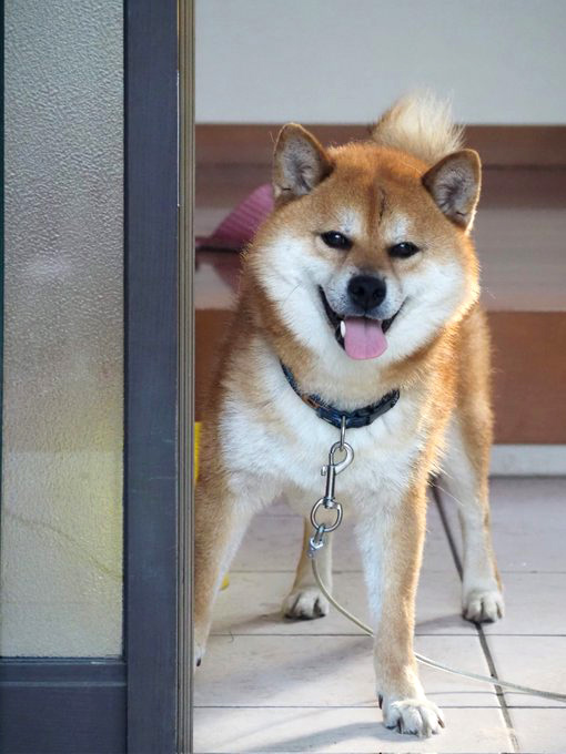 柴犬