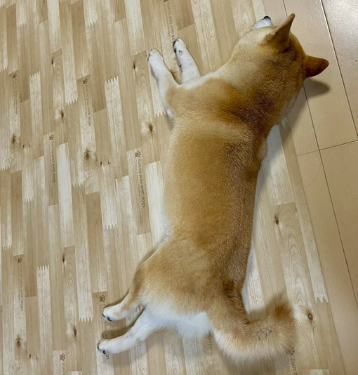柴犬
