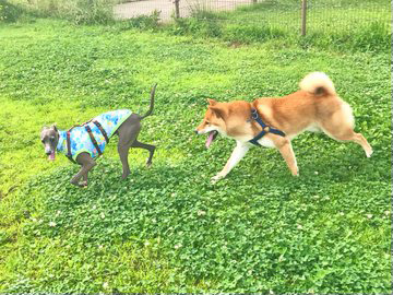 柴犬