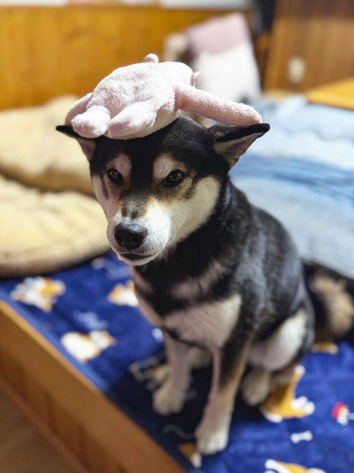 おもちゃを頭にのせる柴犬