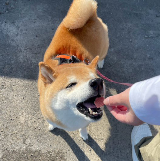 おやつをもらう柴犬