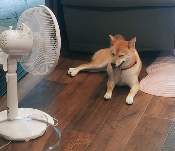 扇風機の前の柴犬
