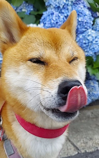 ペロンする柴犬